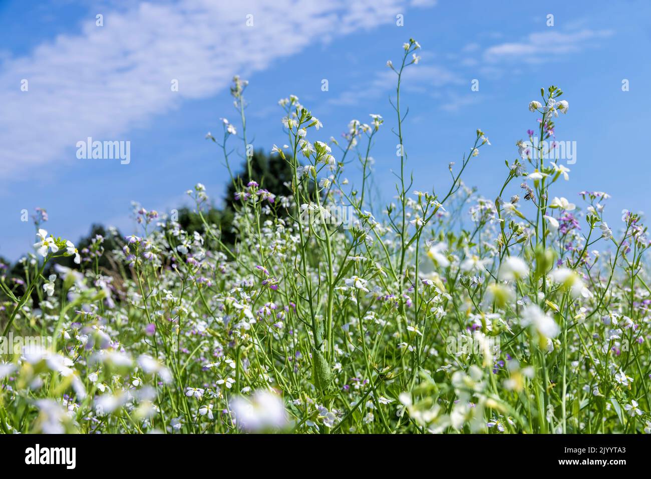 Agricultural field with white flowers for honey, flowers grown for food Stock Photo