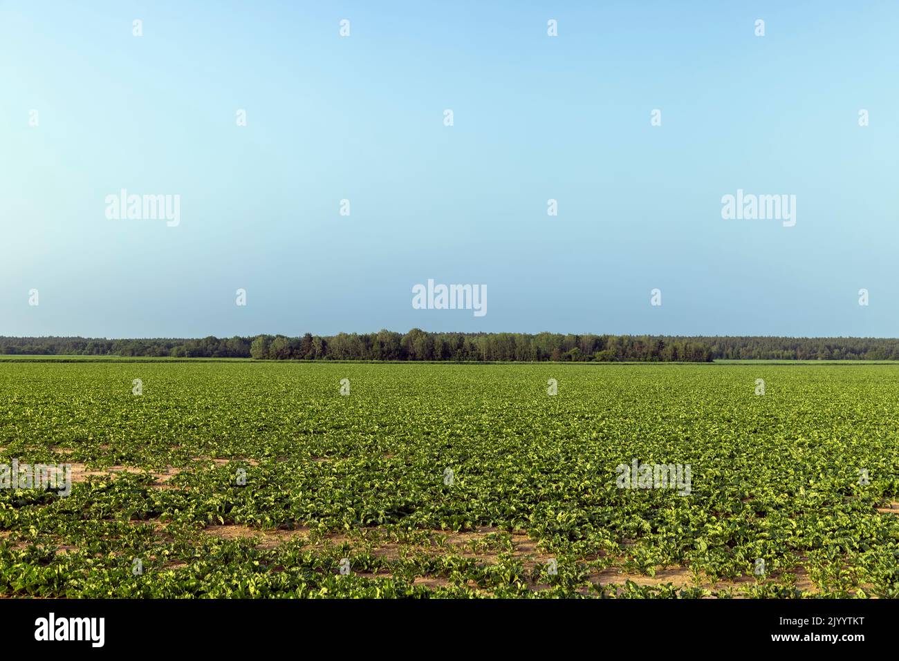 agricultural field where sugar beet grows, beet cultivation to produce sugar product Stock Photo