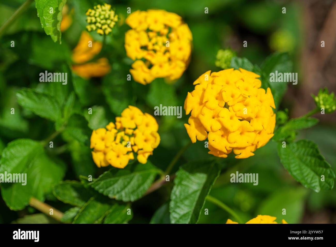 Closeup of yellow lantana flowers. Lantana Viburnoides yellow. Macro photography. Lantana camara. Stock Photo