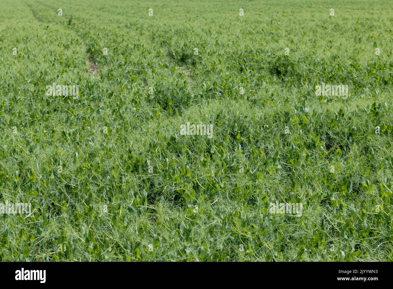An agricultural field where green peas grow during flowering, a large number of pea plants on a farmer's field in summer Stock Photo