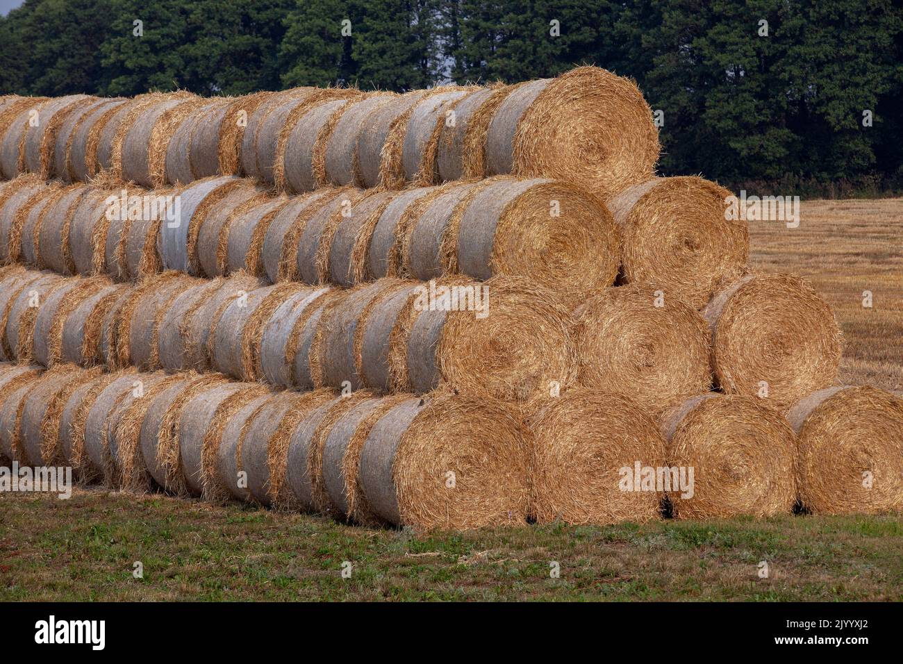 Straw stacks lying in the field after harvesting cereals, wheat straw