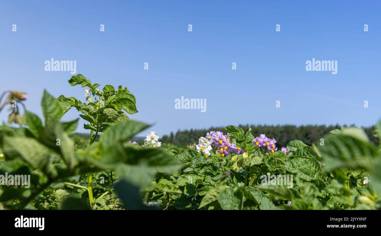 Green potato bushes in the field, growing potatoes in the field in the summer season Stock Photo
