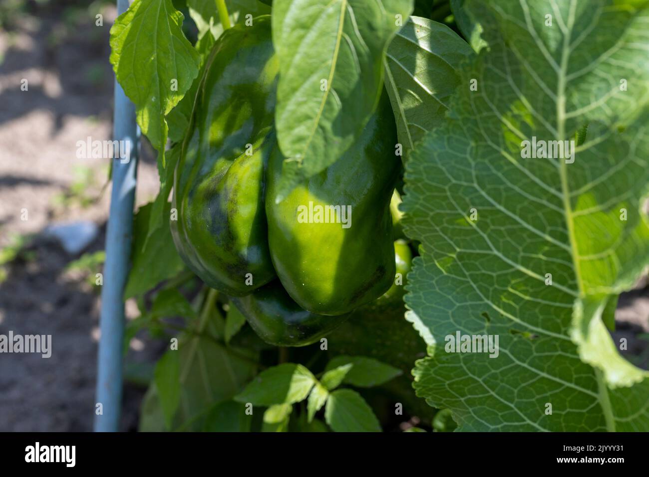 green peppers on a flying field, a field with growing green peppers Stock Photo