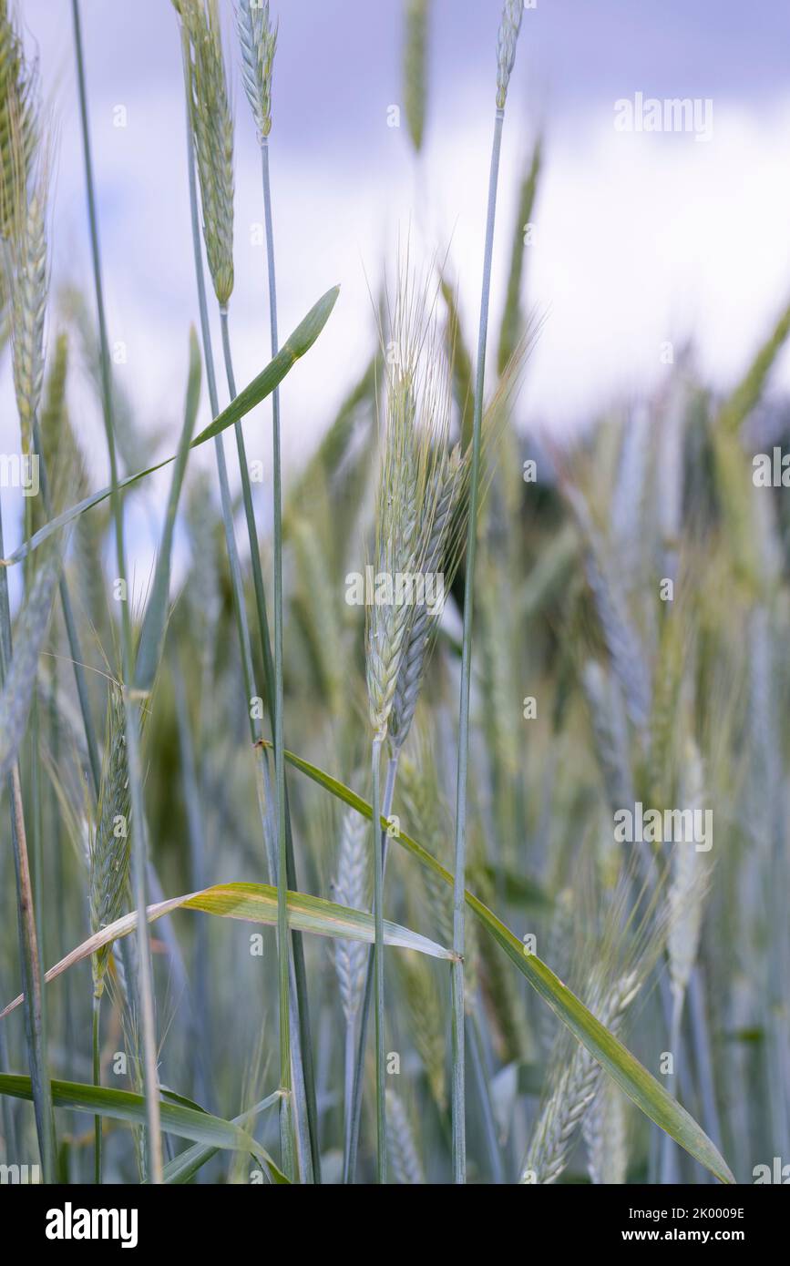 Wheat field with unripe wheat swaying in the wind , summer time of the year in a field with ripening grain wheat Stock Photo