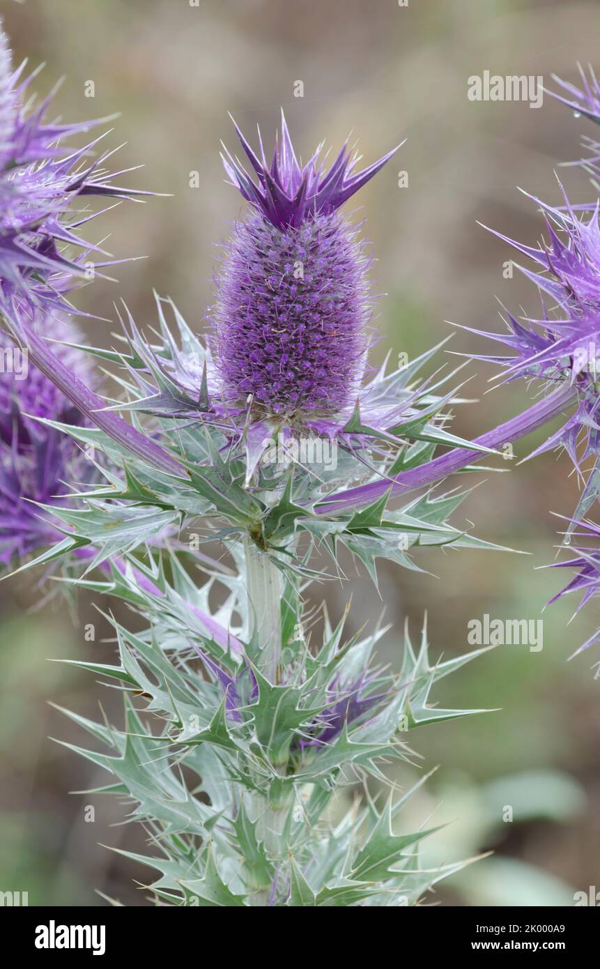 False purple thistle hi-res stock photography and images - Alamy