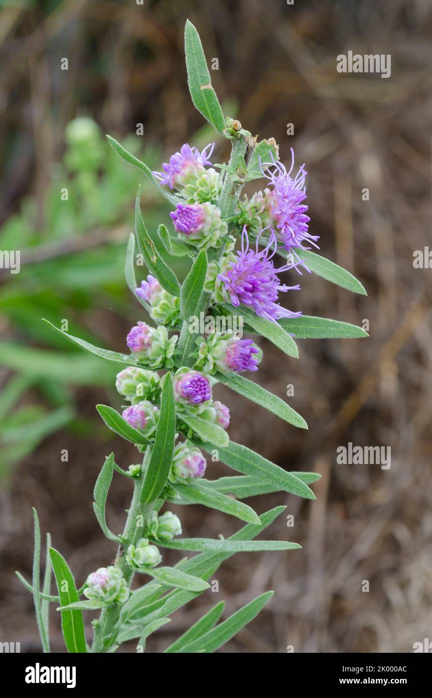 Tall Blazing Star, Liatris aspera Stock Photo