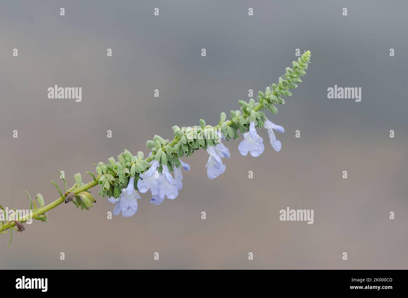 Azure Blue Sage, Salvia azurea Stock Photo