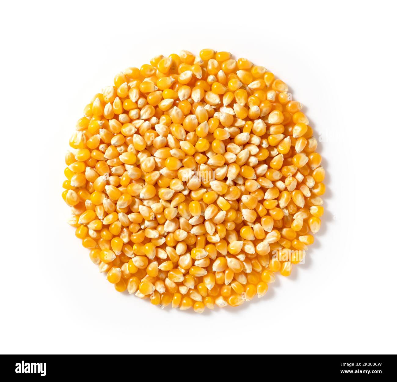 Dried corn kernels placed on a white background. Corn for popcorn. View