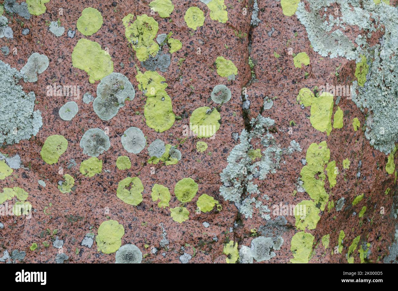 Lichen Covered Rocks, Acarospora contigua (yellow), Xanthoparmelia sp. (gray) Stock Photo