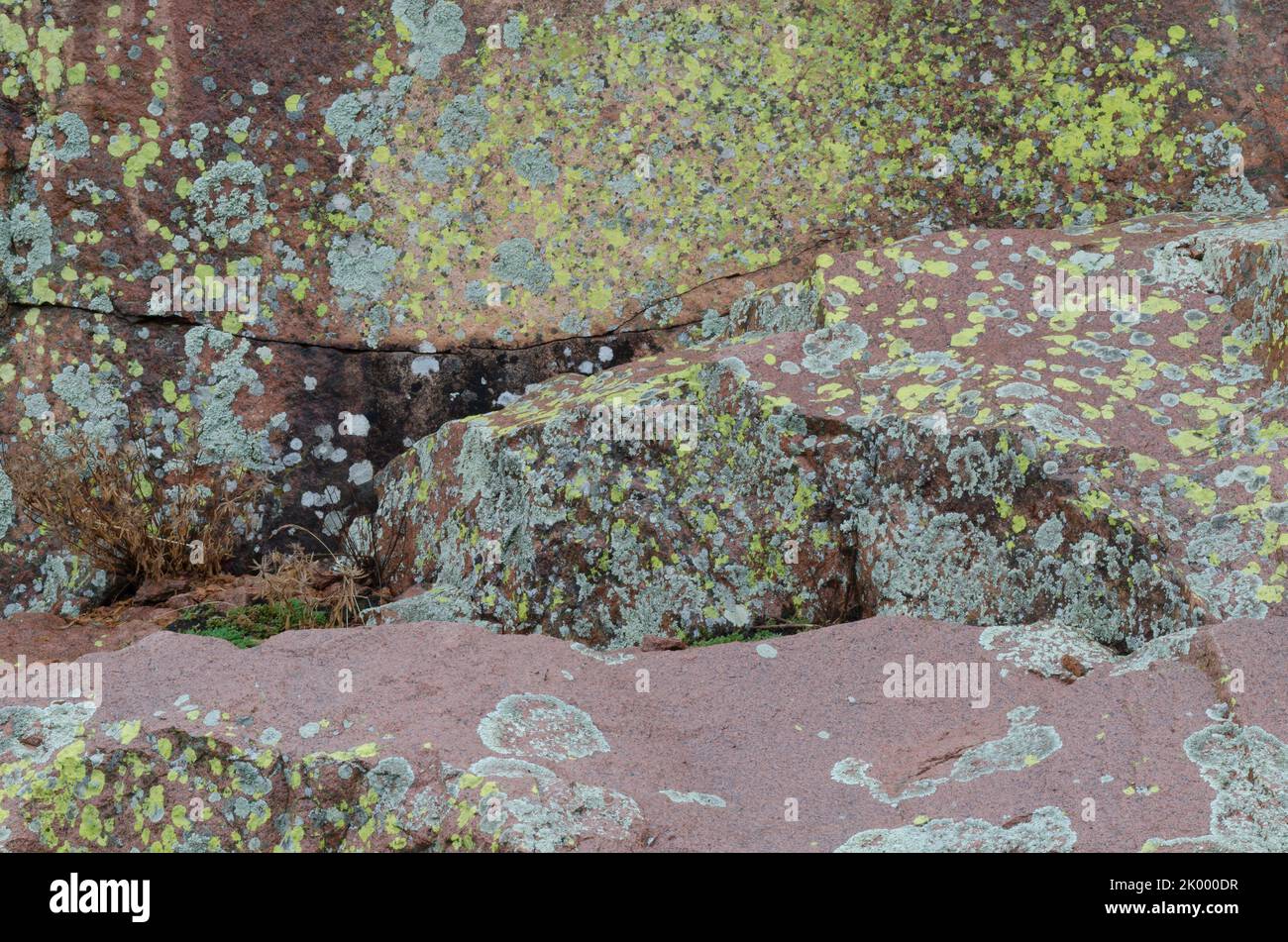 Lichen Covered Rocks, Acarospora contigua (yellow), Xanthoparmelia sp. (gray) Stock Photo