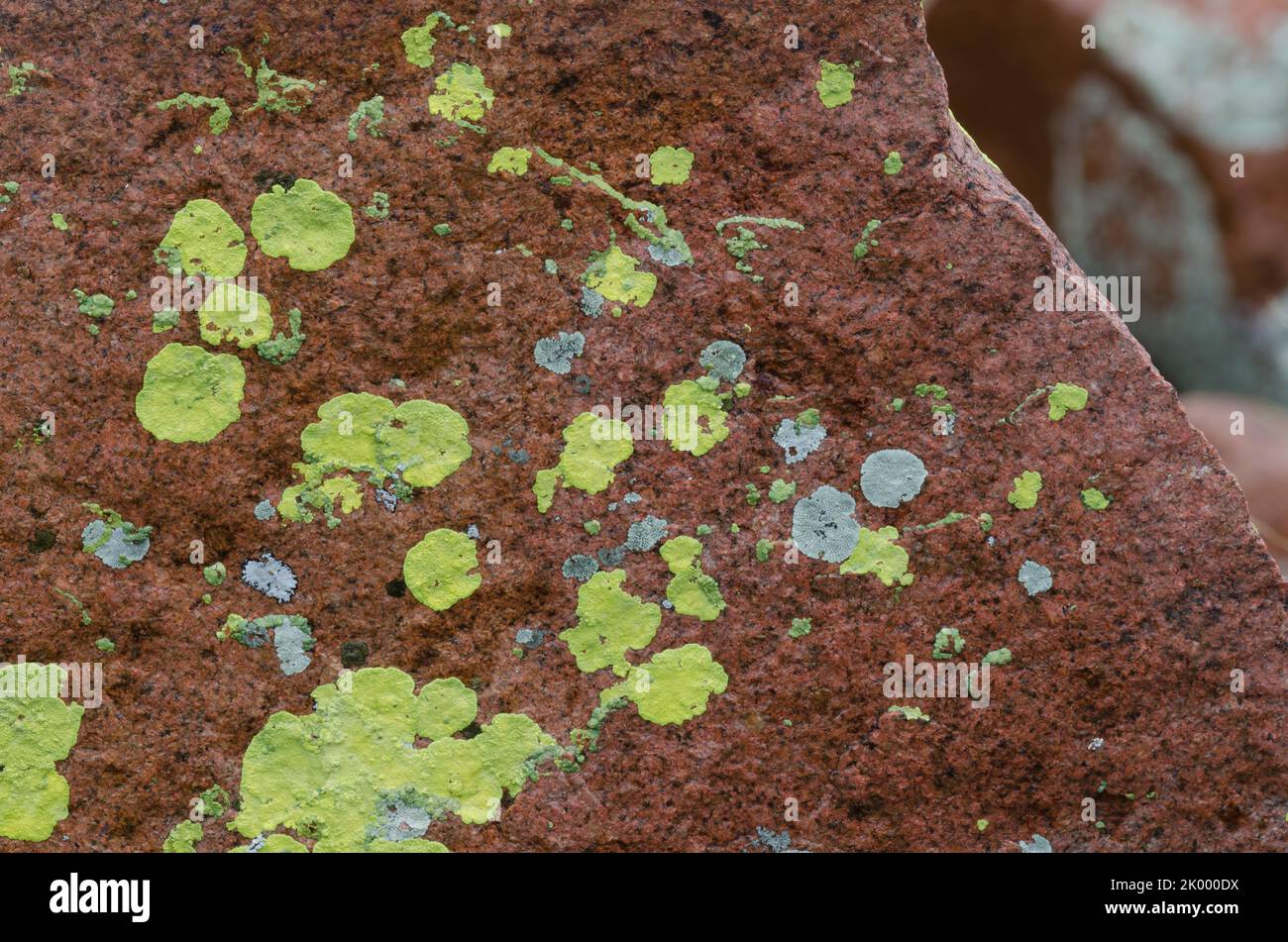 Lichen Covered Rocks, Acarospora contigua (yellow), Xanthoparmelia sp. (gray) Stock Photo