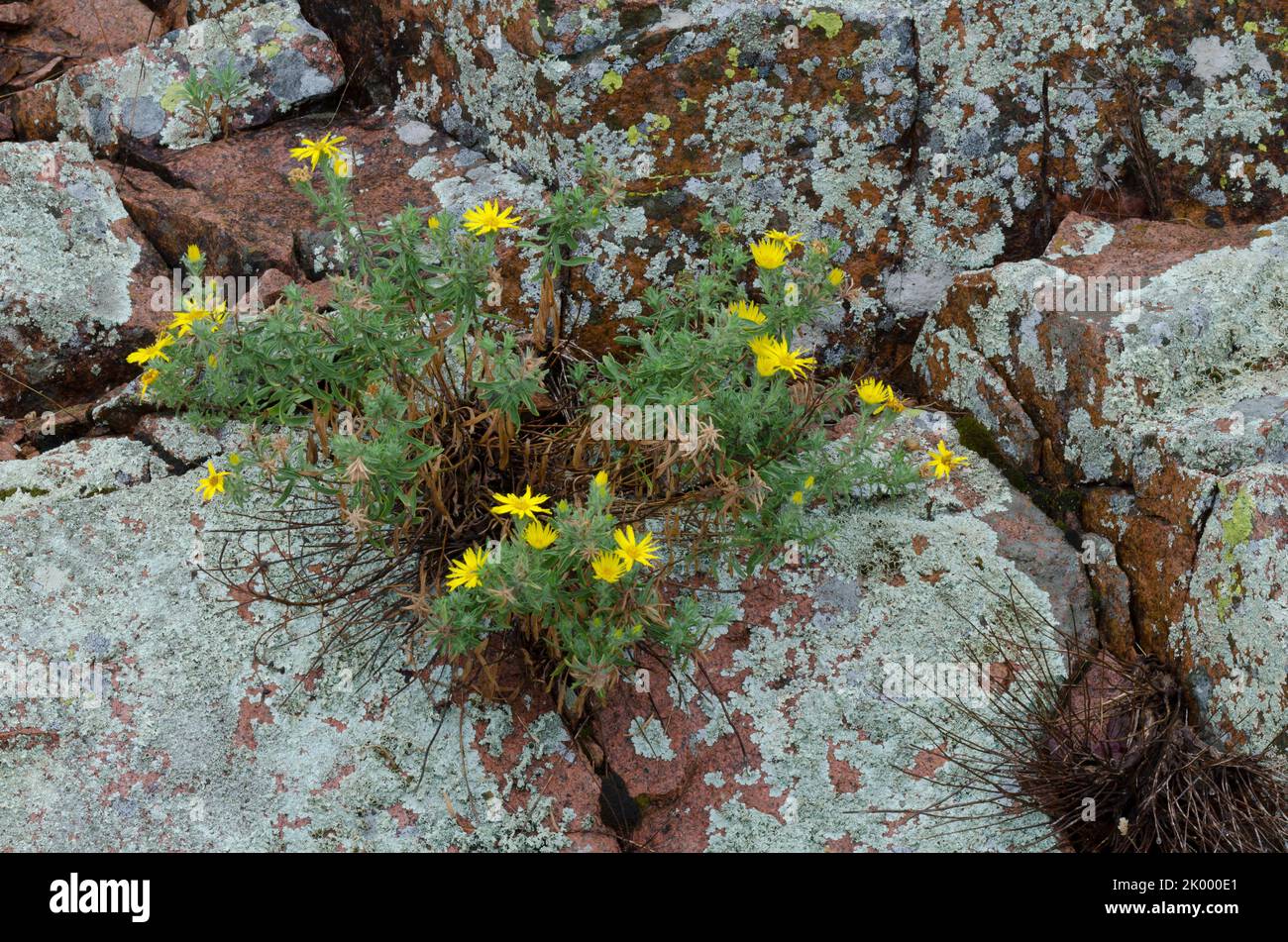 Stiffleaf False Goldenaster, Heterotheca stenophylla, growing among Lichen Covered Rocks, Acarospora contigua (yellow), Xanthoparmelia sp. (gray) Stock Photo