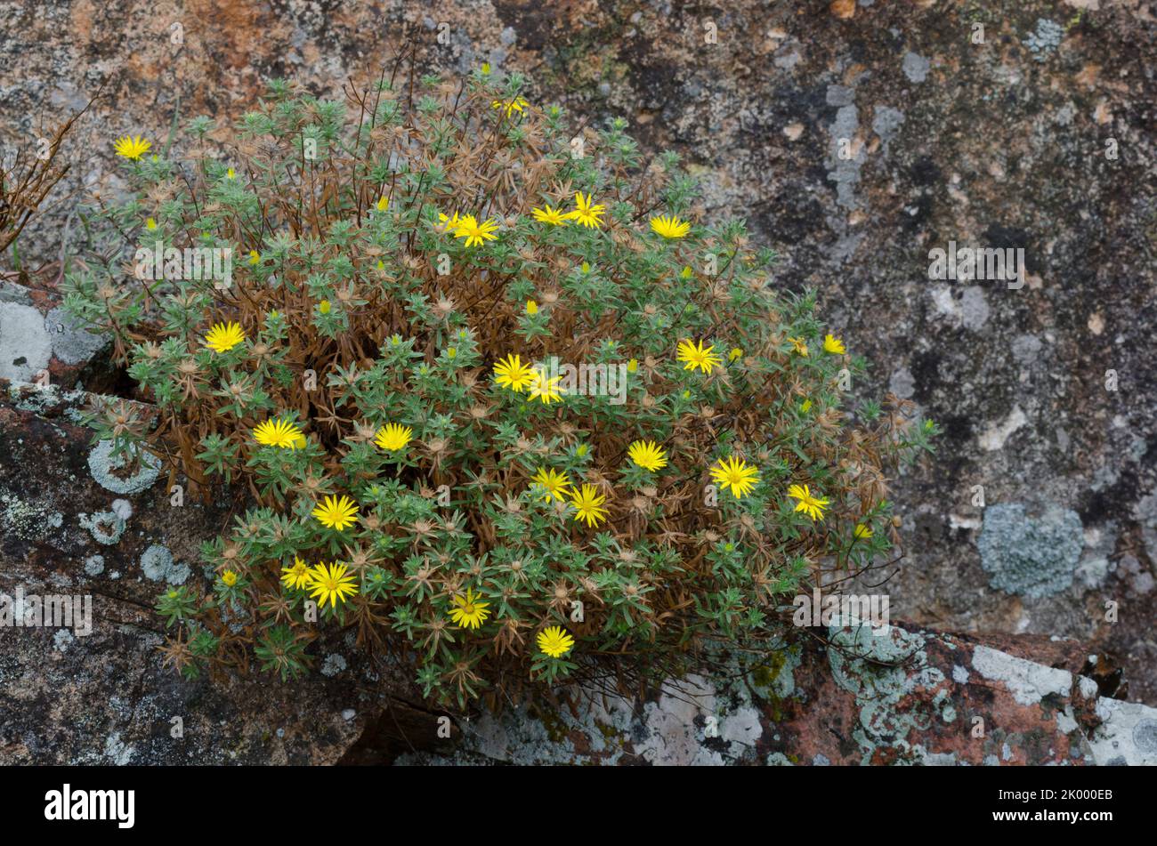 Stiffleaf False Goldenaster, Heterotheca stenophylla, growing among Lichen Covered Rocks, Acarospora contigua (yellow), Xanthoparmelia sp. (gray) Stock Photo