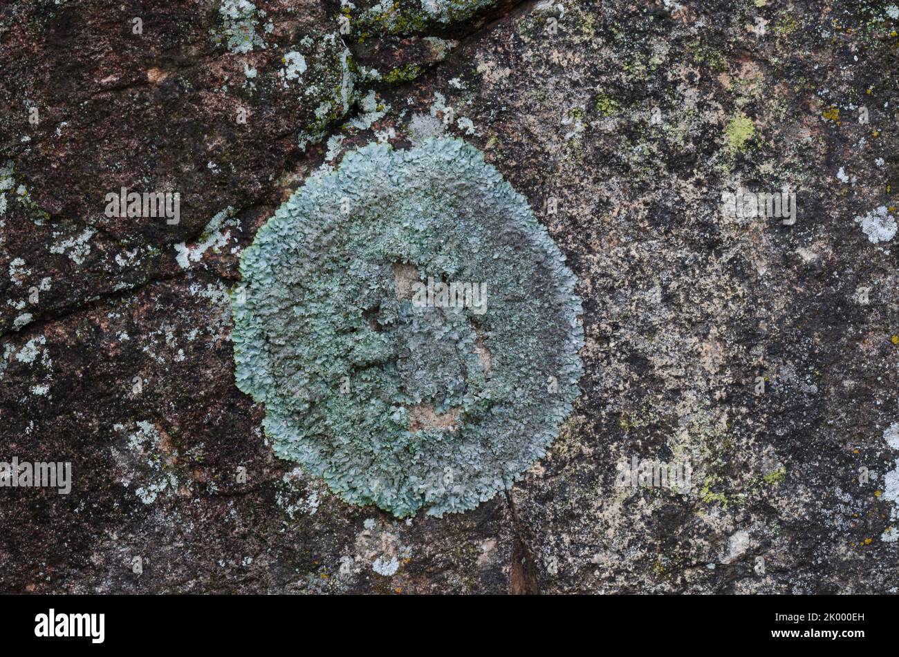 Lichen Covered Rocks, Acarospora contigua (yellow), Xanthoparmelia sp. (gray) Stock Photo