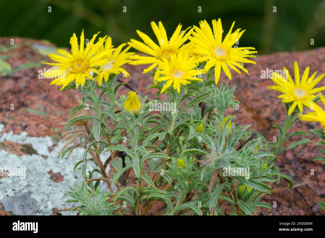 Stiffleaf False Goldenaster, Heterotheca stenophylla Stock Photo