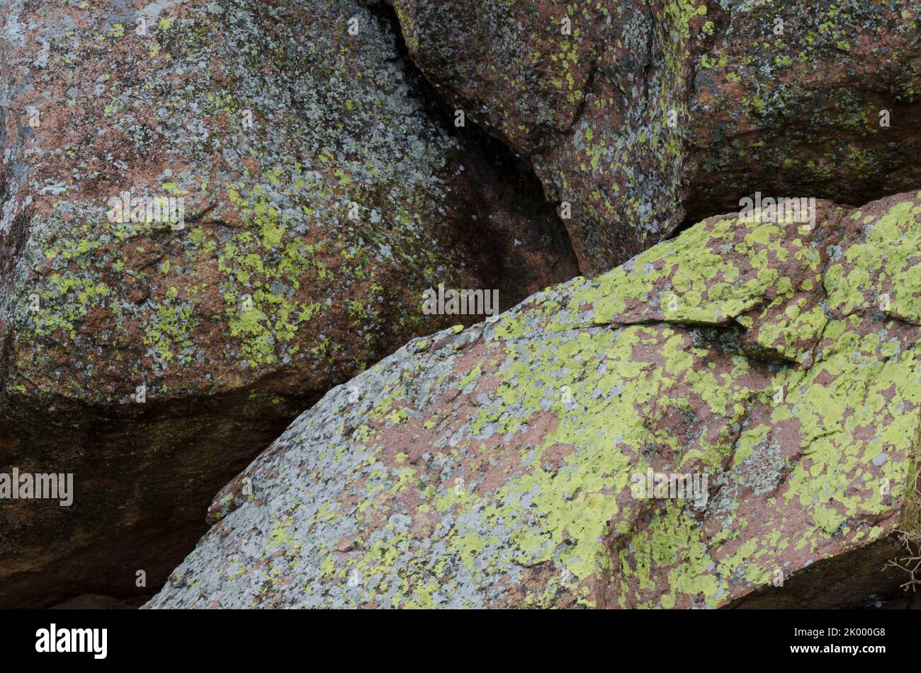 Lichen Covered Rocks, Acarospora contigua (yellow), Xanthoparmelia sp. (gray) Stock Photo