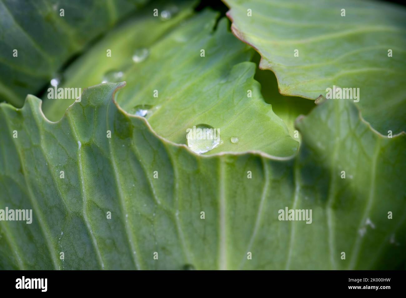 An agricultural field where white cabbage is grown, a field with