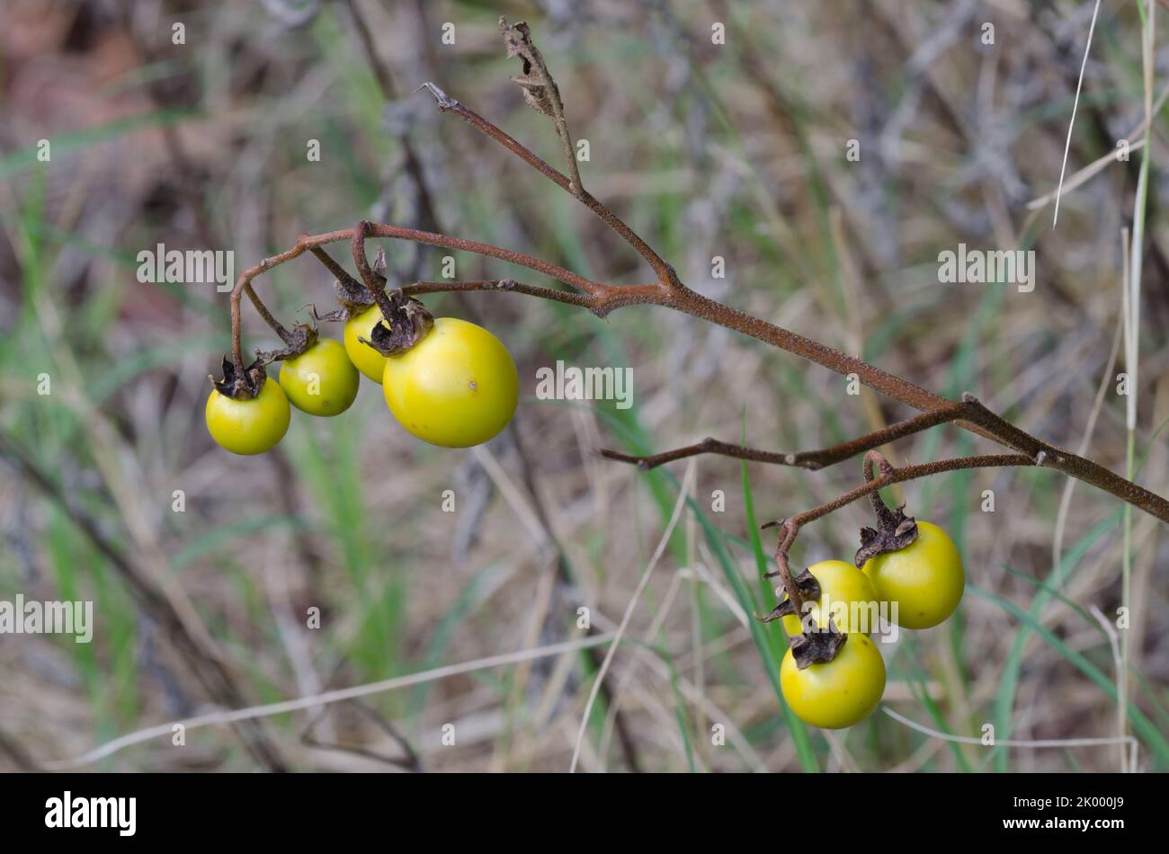 Horsenettle, Solanum sp., fruit Stock Photo