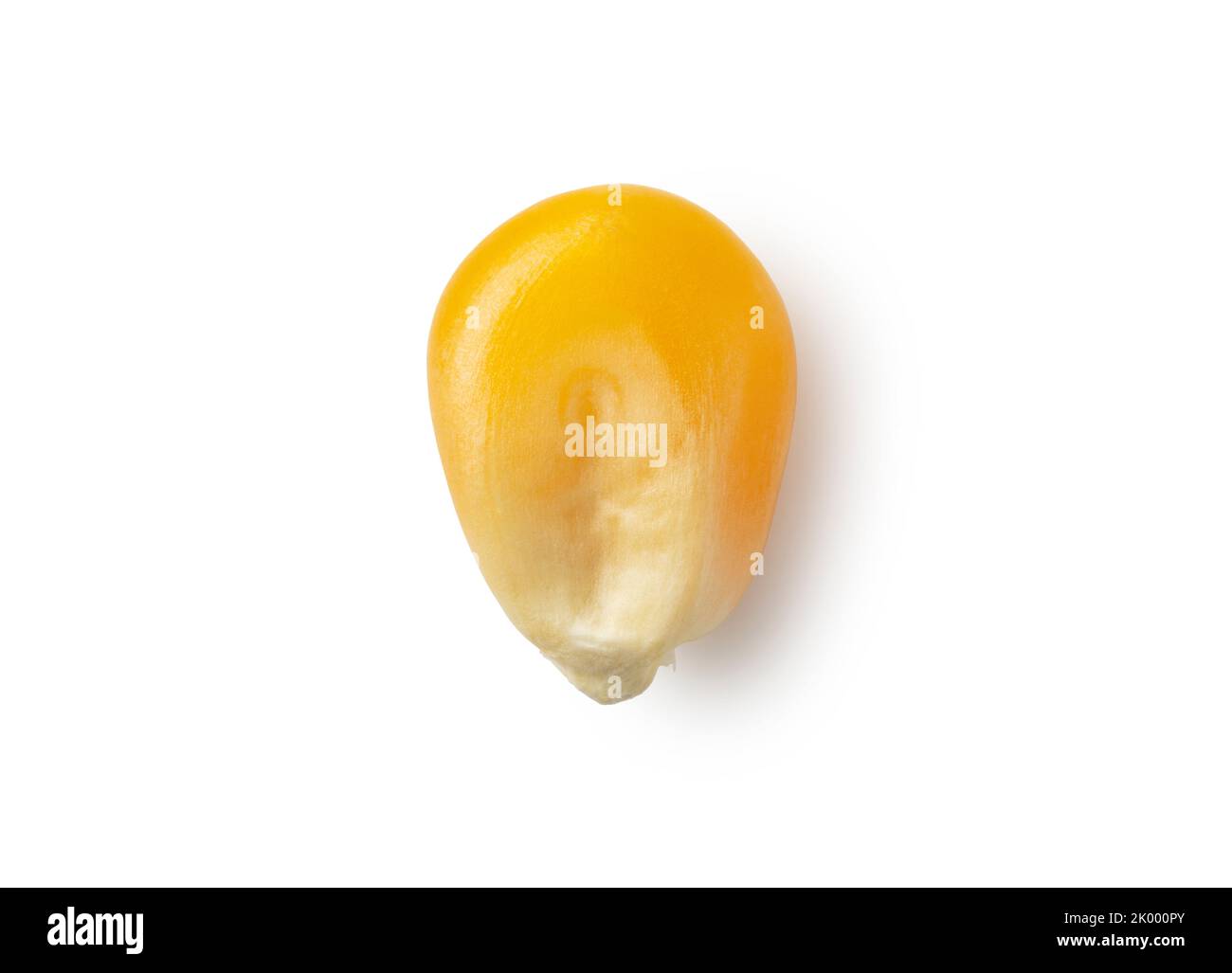 One dried corn kernel placed on a white background. Corn for popcorn