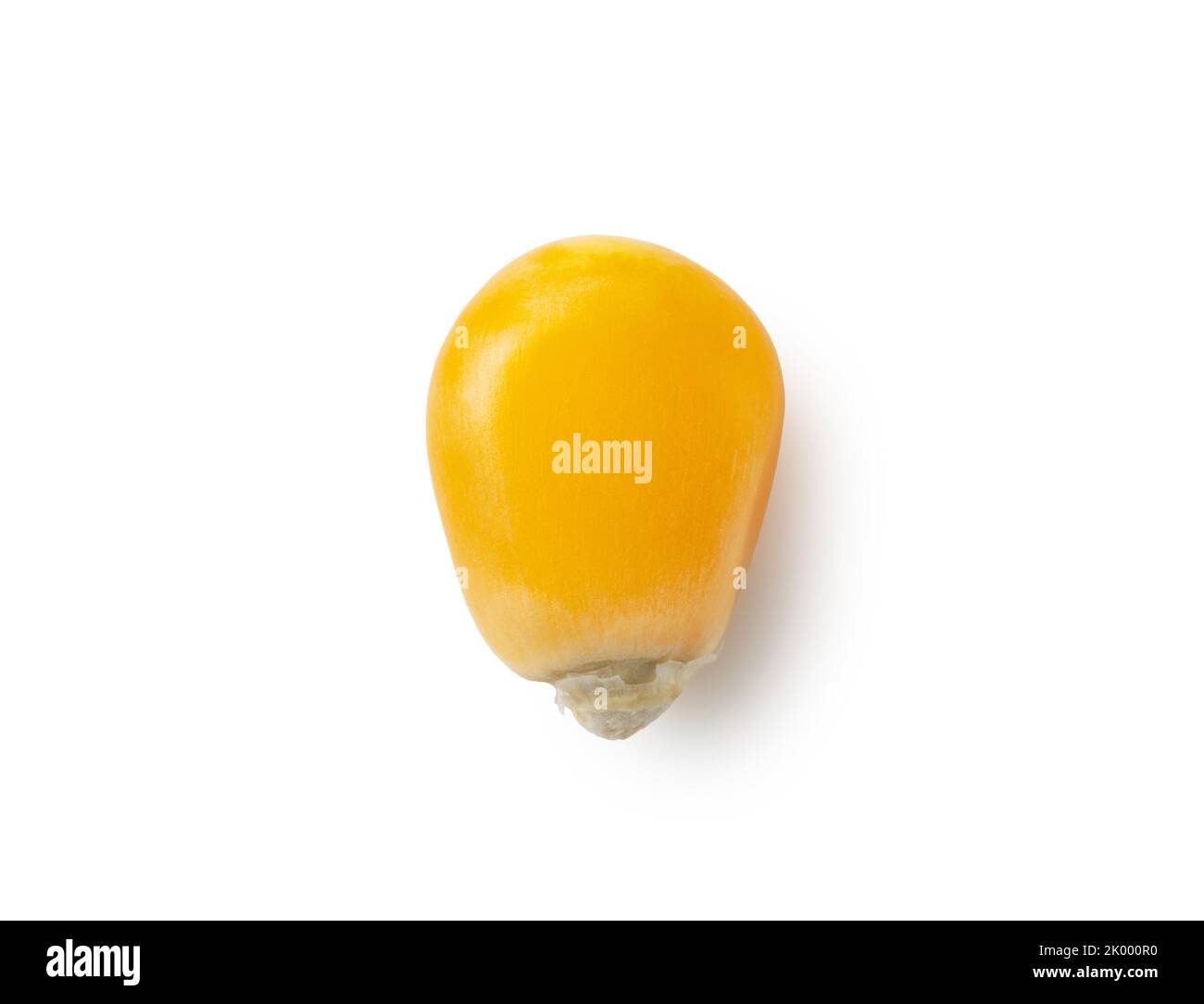 One dried corn kernel placed on a white background. Corn for popcorn