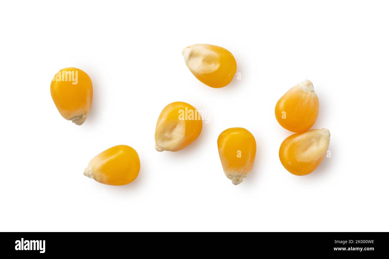 Dried corn kernels placed on white background. Corn for popcorn. View