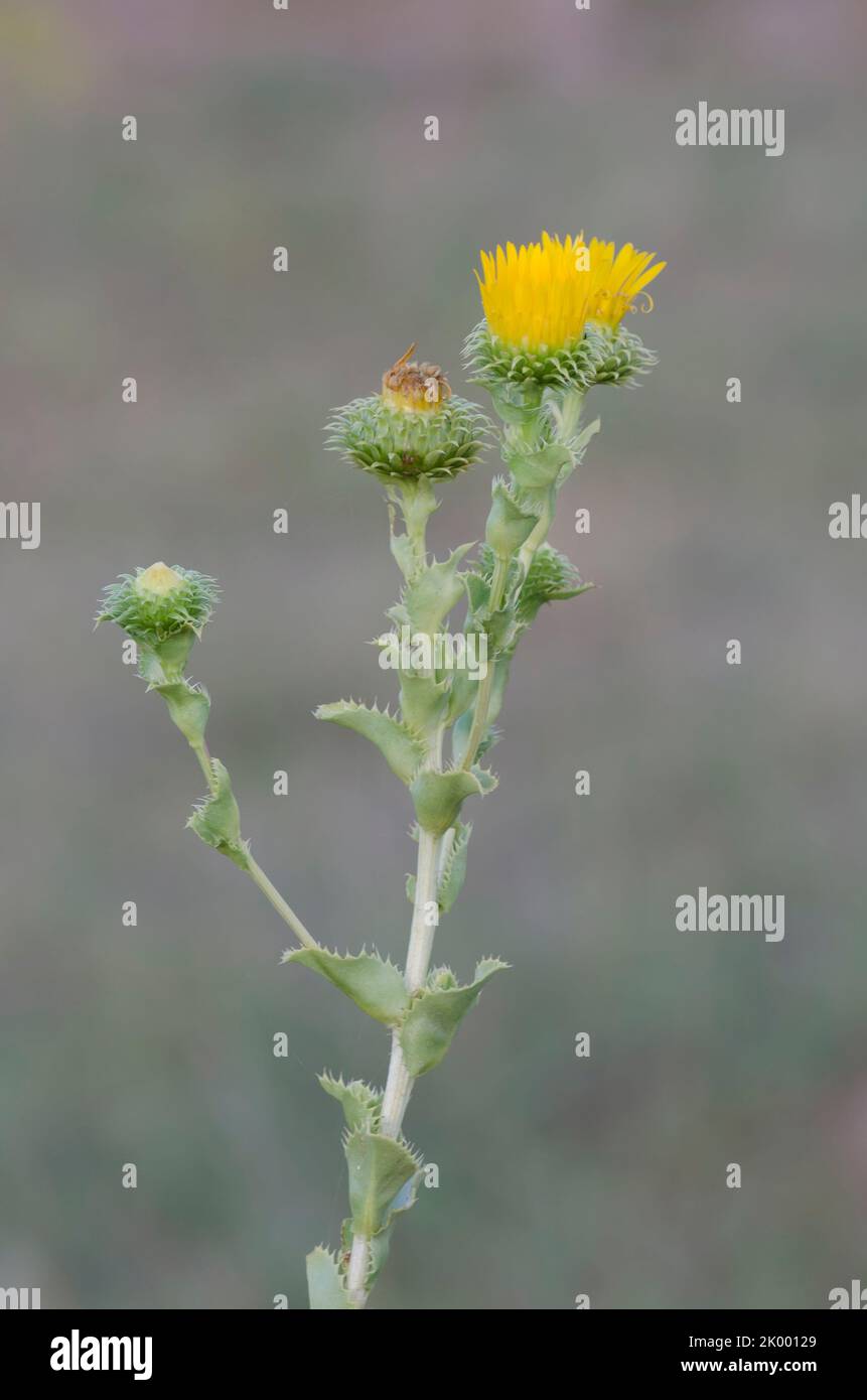 Spanish Gold, Grindelia ciliata Stock Photo