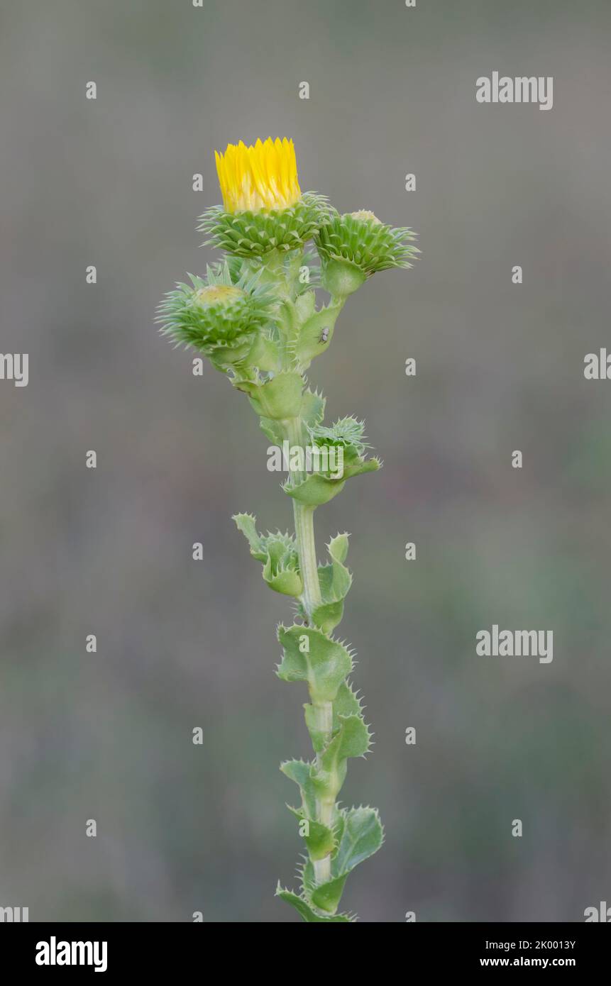 Spanish Gold, Grindelia ciliata Stock Photo