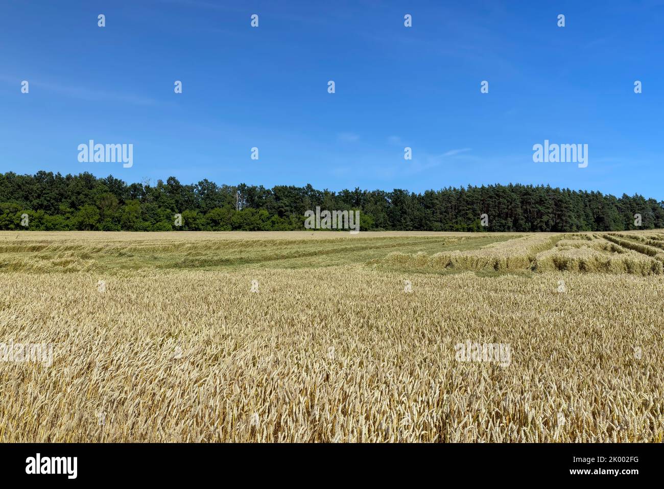 An agricultural field where wheat is grown, which is necessary for making bread, a field with cereals during cultivation Stock Photo