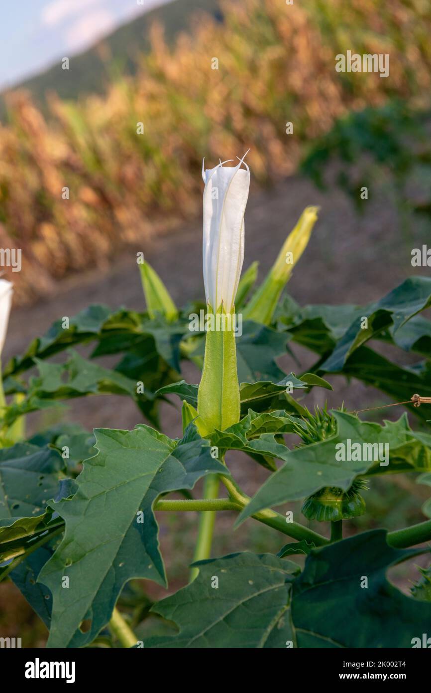 Hallucinogen plant Devil's Trumpet (Datura stramonium). White flower of  Jimsonweed ( Jimson weed ), Thorn apple or Devil's snare. Stock Photo