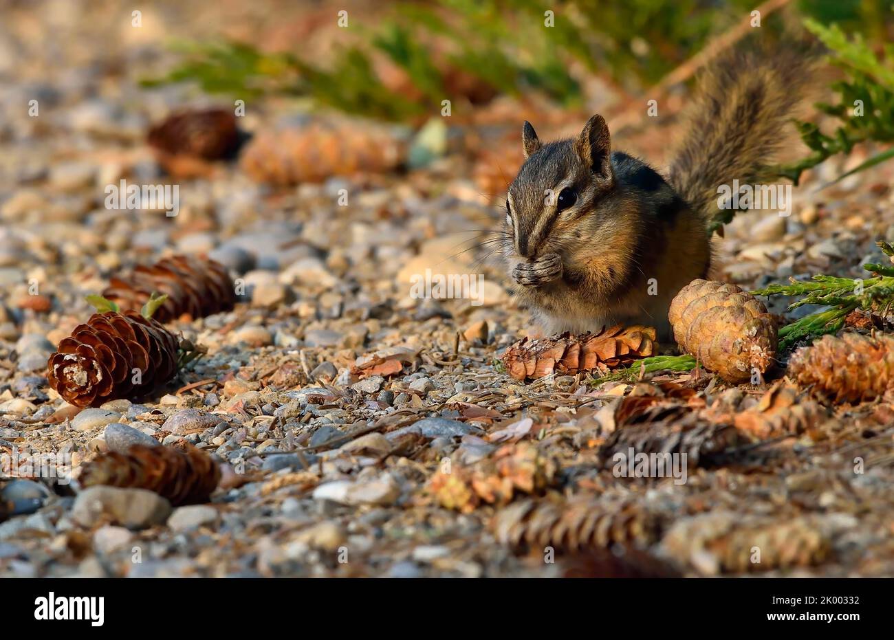 A least chipmunk, 'Eutamias minimus',feeding on spruce cones that a red squirrel has dropped from a spruce tree. Stock Photo