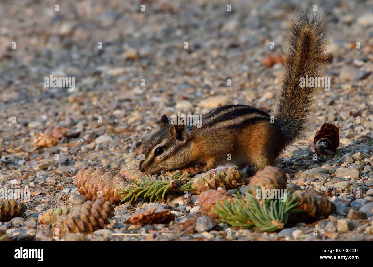 A wild least chipmunk, 'Eutamias minimus',foraging through spruce cones that a red squirrel has dropped from a spruce tree. Stock Photo