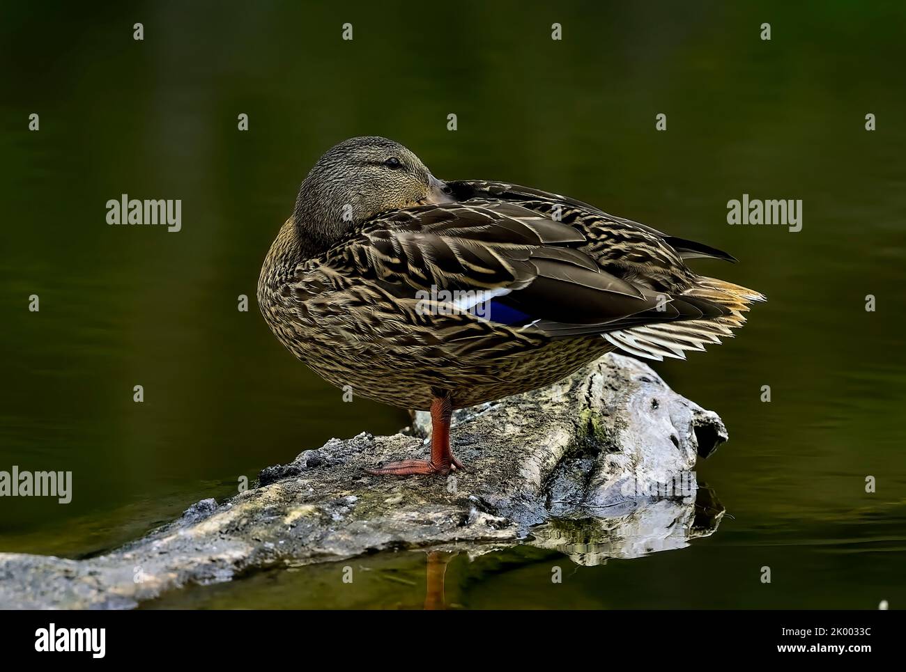 A female mallard duck ' Anas platyrhynchos', resting on a sunken log in a small lake in rural Alberta Canada Stock Photo