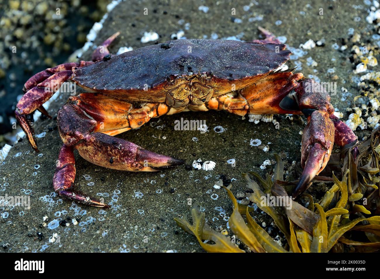 A red rock crab 'Cancer productus',  high on a rocky beach on Vancouver Island British Columbia Canada Stock Photo