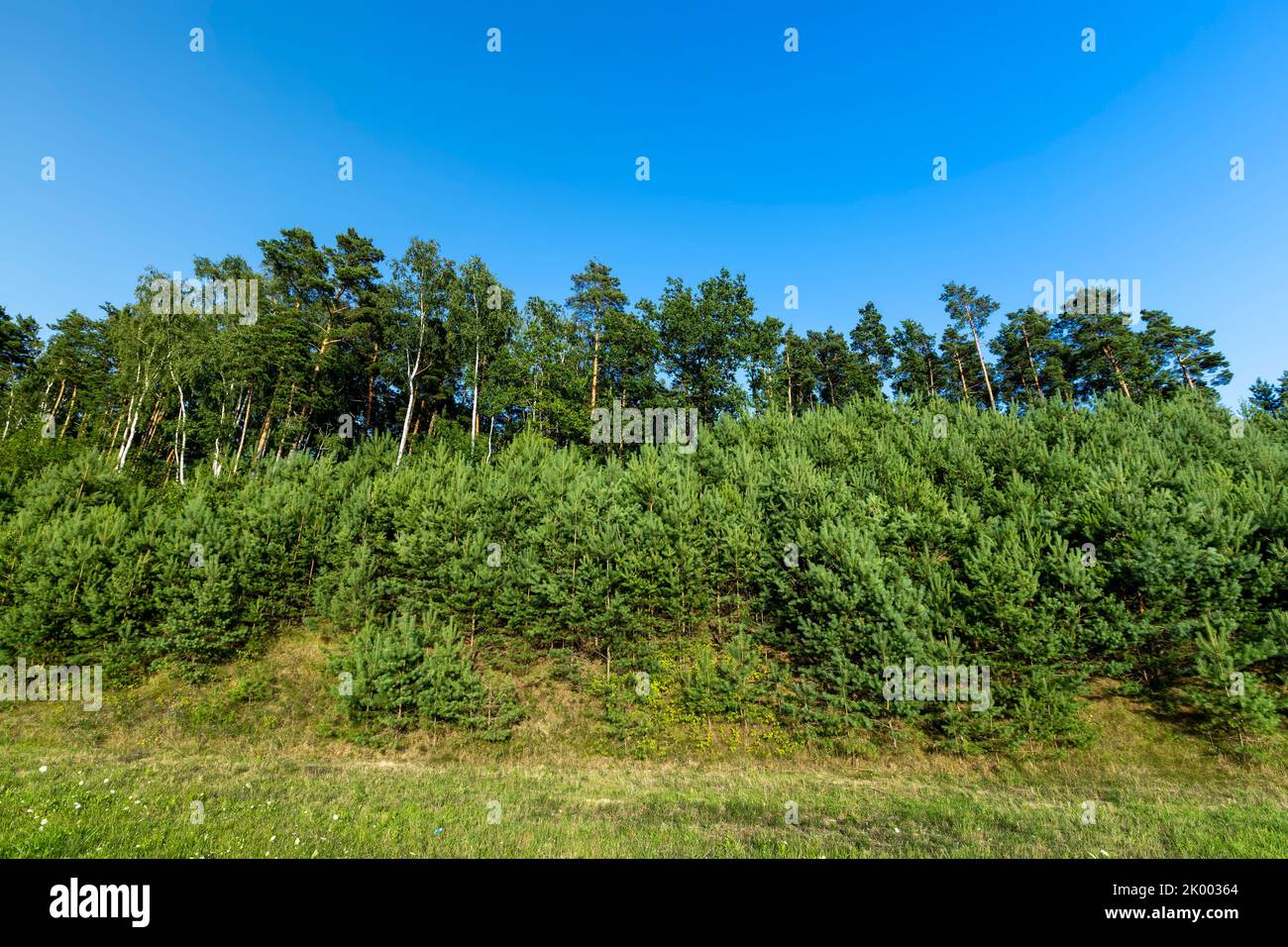 Trees in the forest in the summer, beautiful green trees in the forest against the blue sky Stock Photo