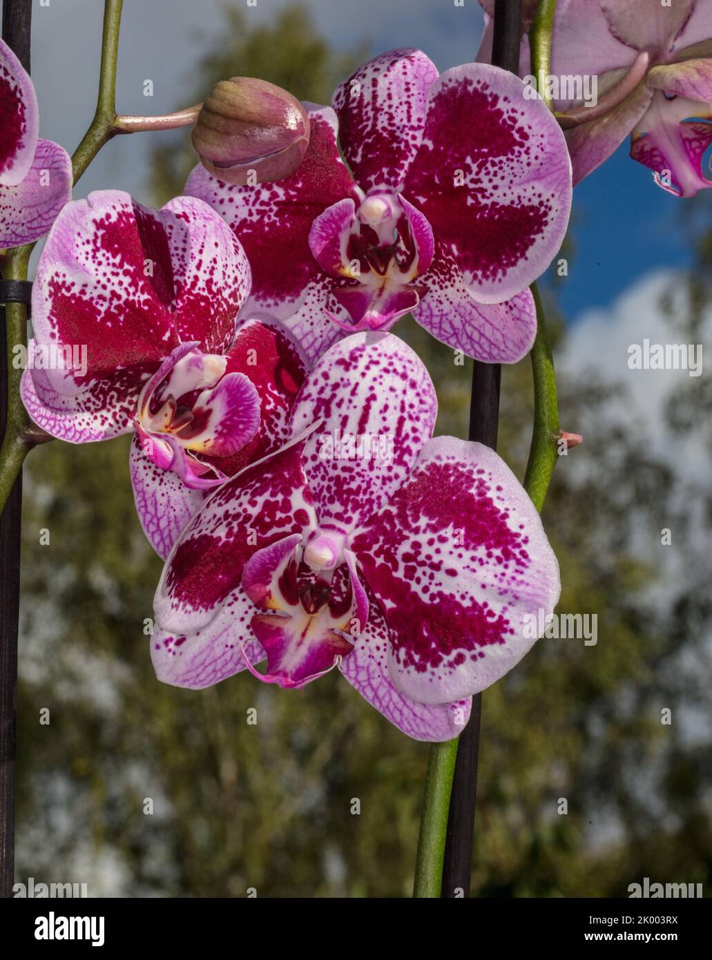 Moth Orchid, Brudorkidé (Phalaenopsis amabilis Stock Photo Alamy
