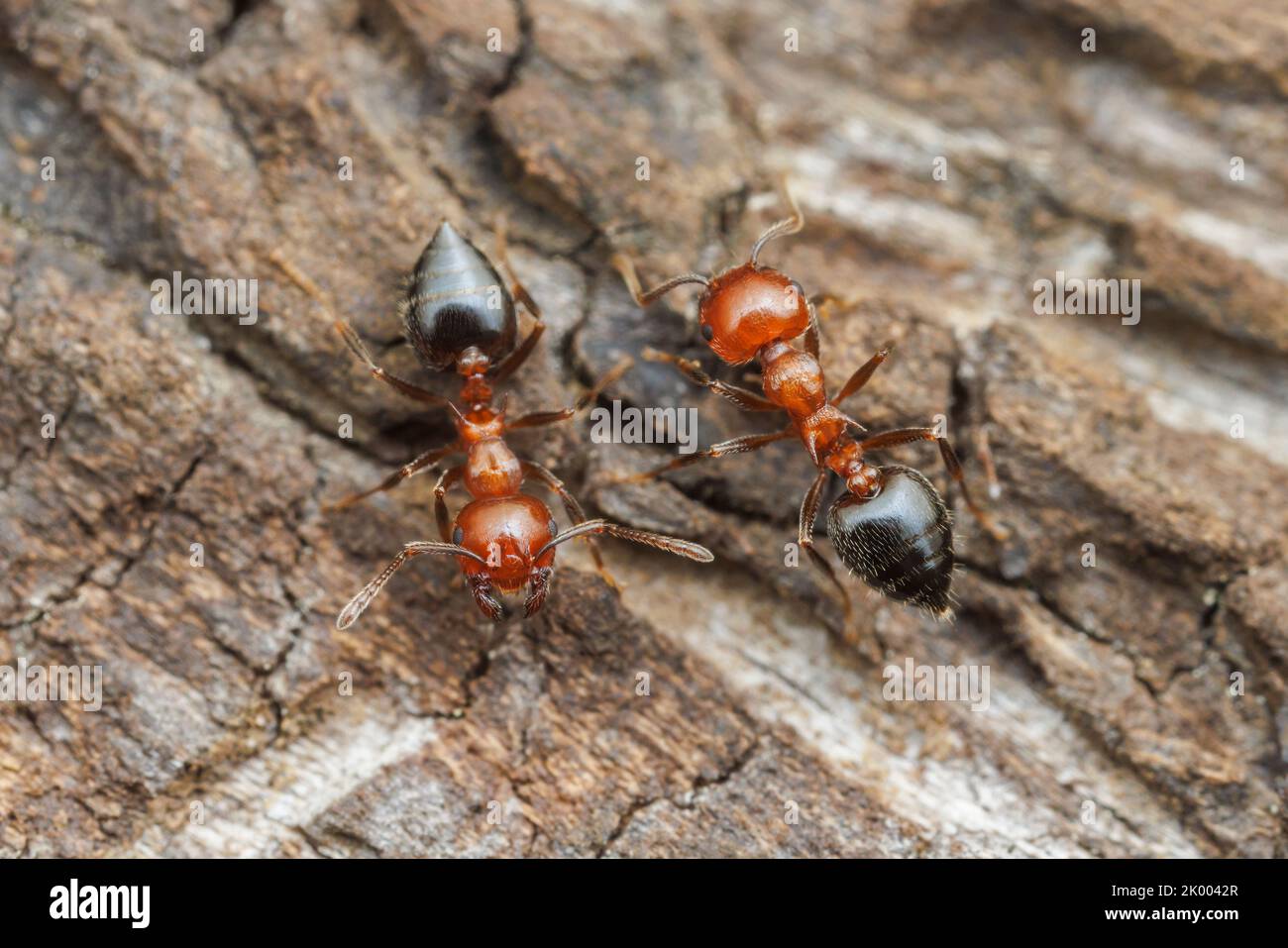 Acrobat Ant (Crematogaster laeviuscula) workers pass each other going opposite directions on the side of a tree. Stock Photo