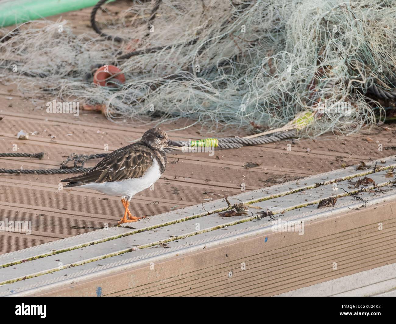 adult sandpiper bird standing perched on a floating dock in winter in Spain Stock Photo Alamy