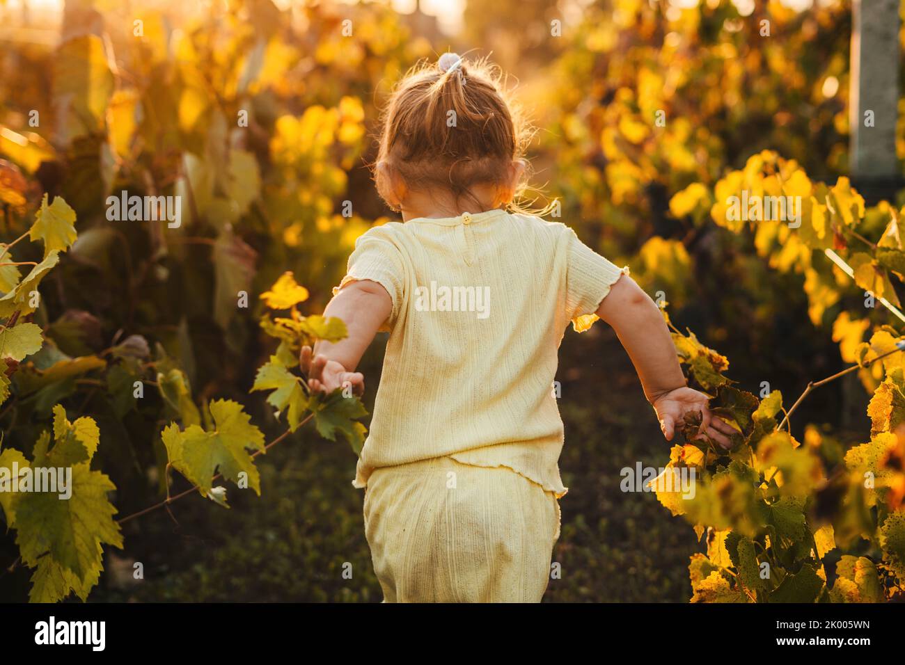 Back view of a beautiful little baby girl running free through the rows of vines in nature