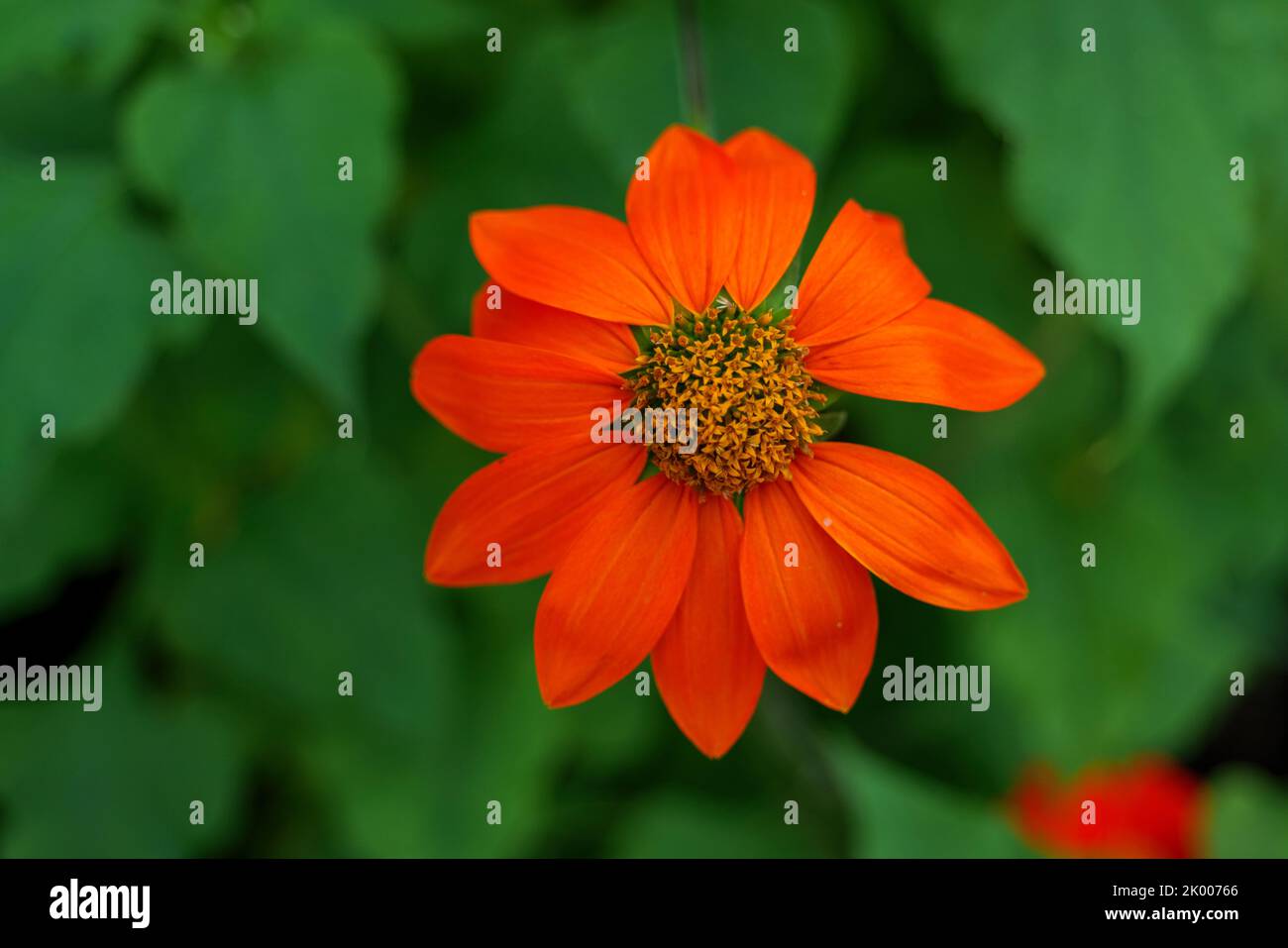 Mexican Sunflower Tithonia rotundifolia Torch in bloom in New York Stock Photo