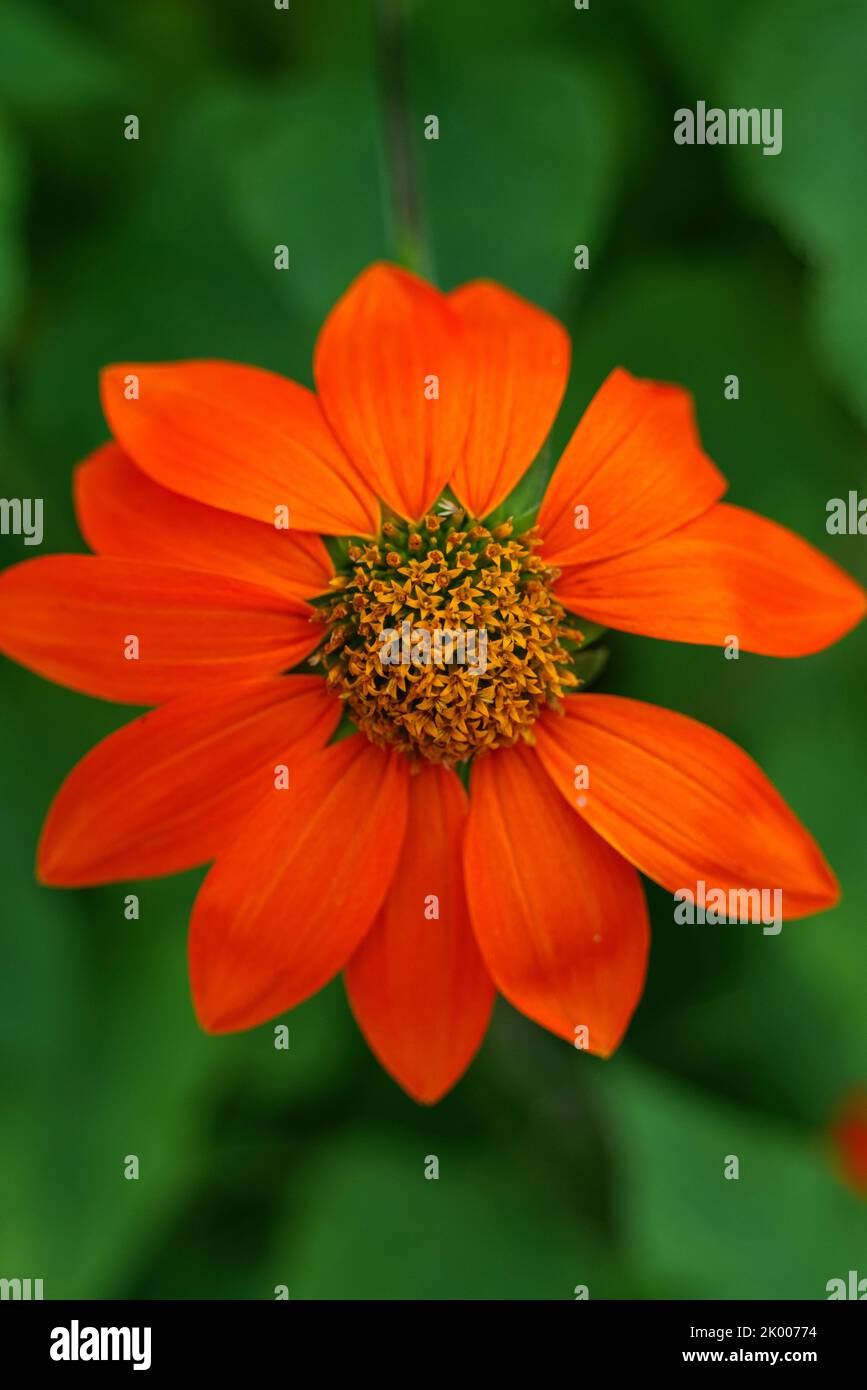 Mexican Sunflower Tithonia rotundifolia Torch on green background, bloom in New York Stock Photo