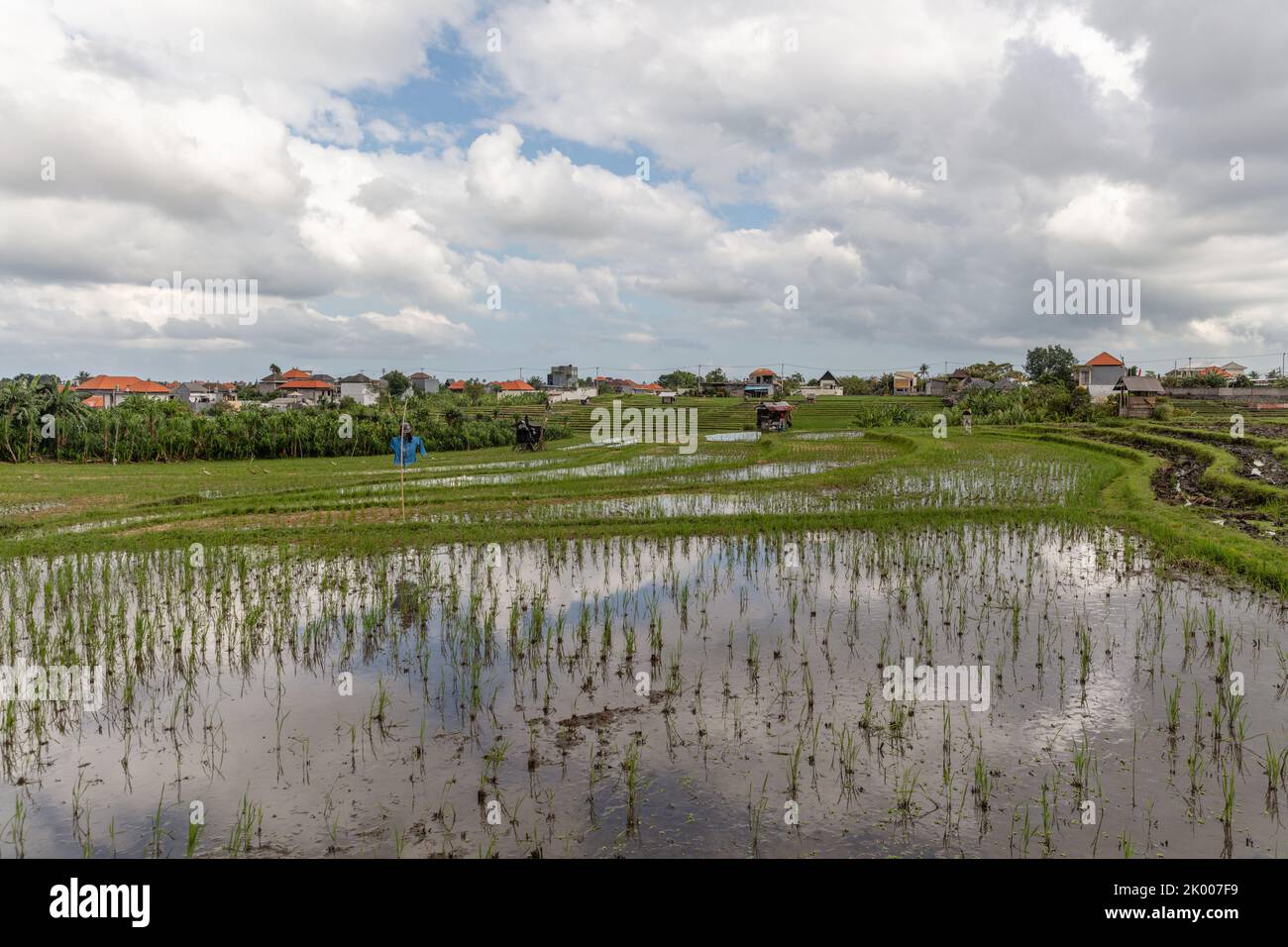 Flooded rice field and village houses, cloud reflection in the water, rural landscape. Babakan, Badung, Bali Island, Indonesia Stock Photo