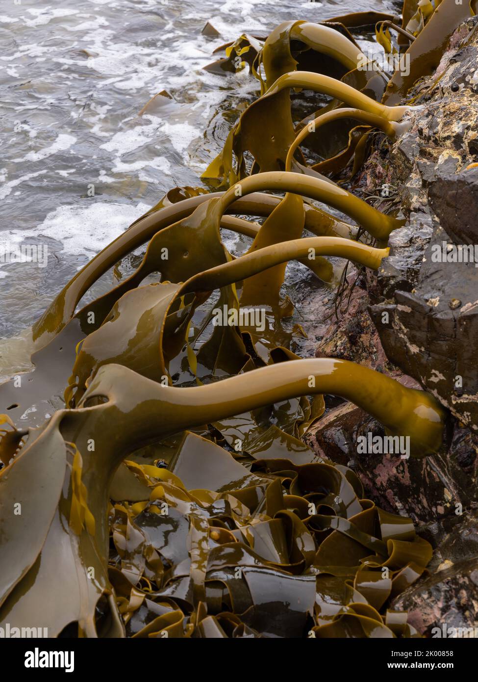 bull kelp growing on rocks at south cape ba in sw tasmania Stock Photo