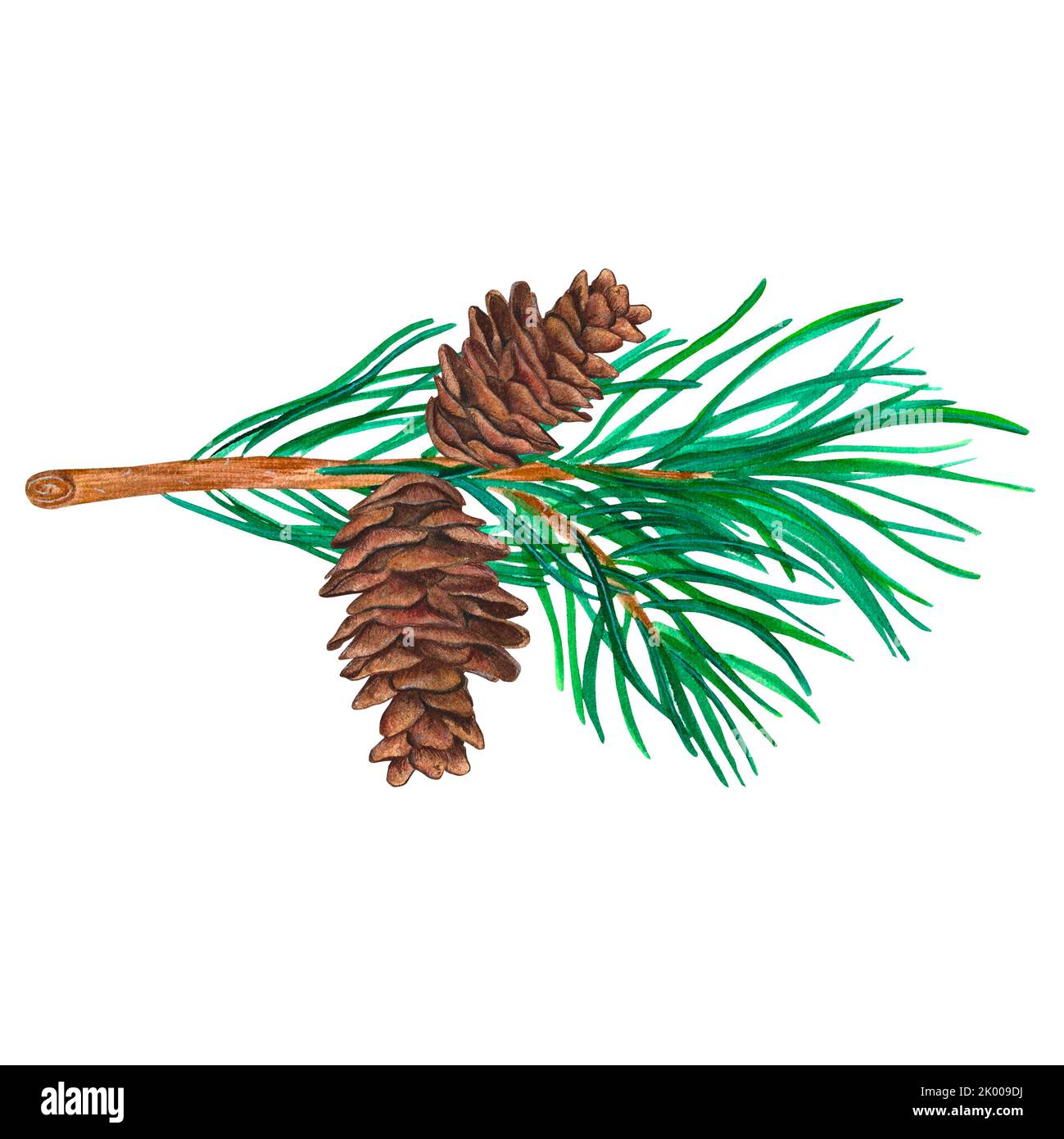 Beautiful illustration with green spruce branch with cone for ...