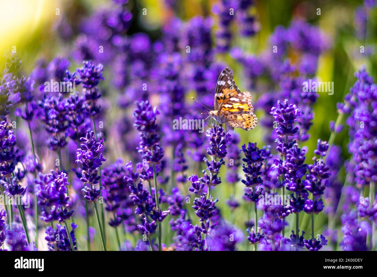 Orange butterfly (Vanessa Cardui) and bee on the lavender flower. Purple aromathic blossom with insect animals. Summer weather, vibrant colors. Ecolog Stock Photo