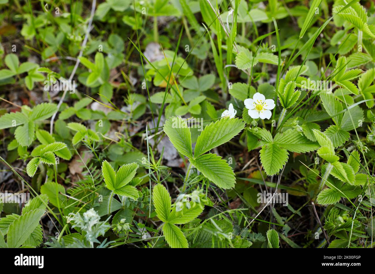 Close-up view of green strawberry leaves in the garden. Green bushes of ...