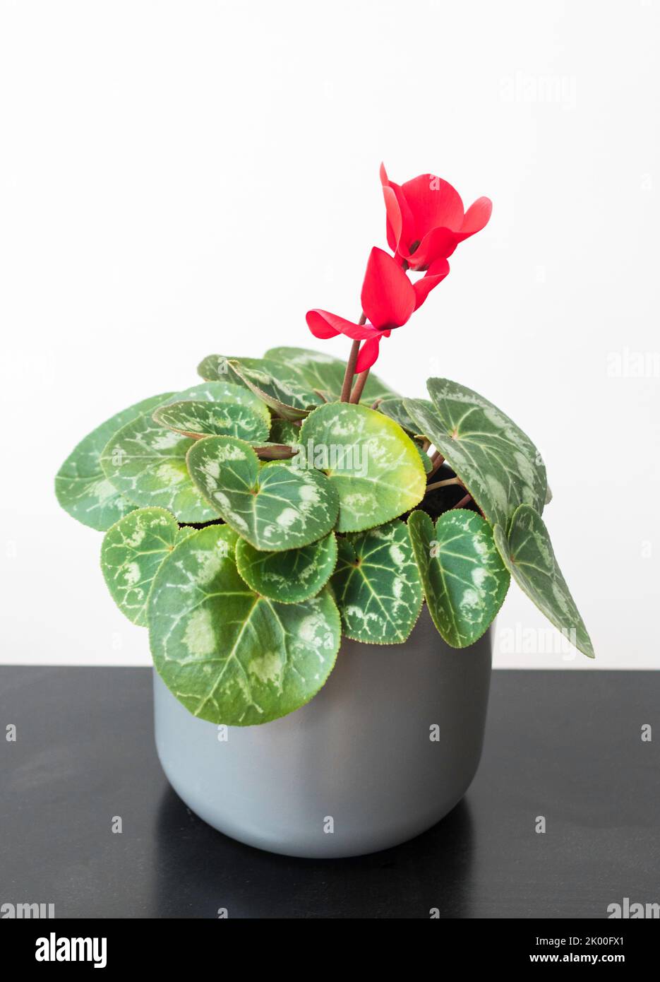 Red flowered house plant Cyclamen Latinia in a grey pot, against a white background Stock Photo
