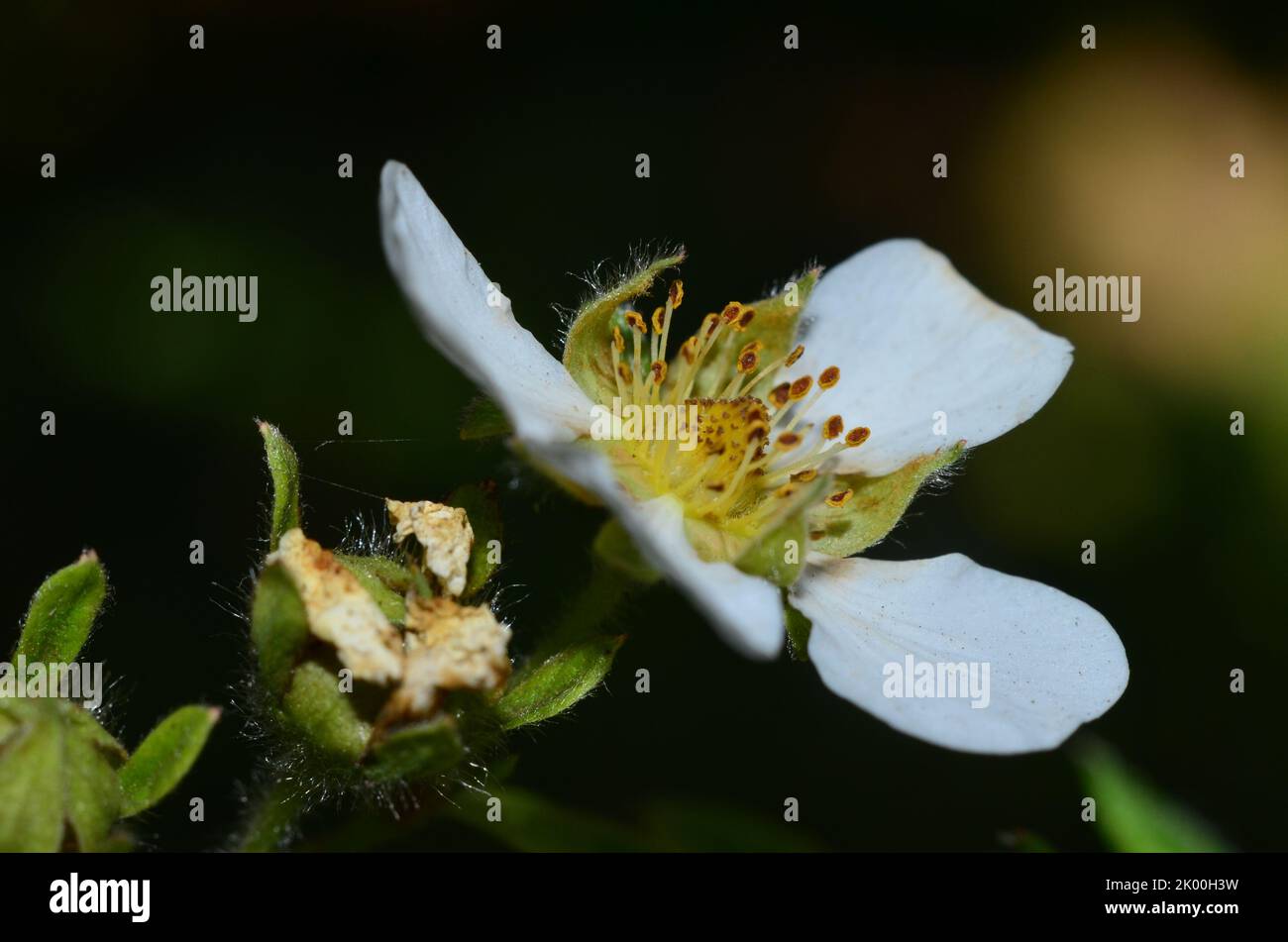 white flower of a bush Stock Photo