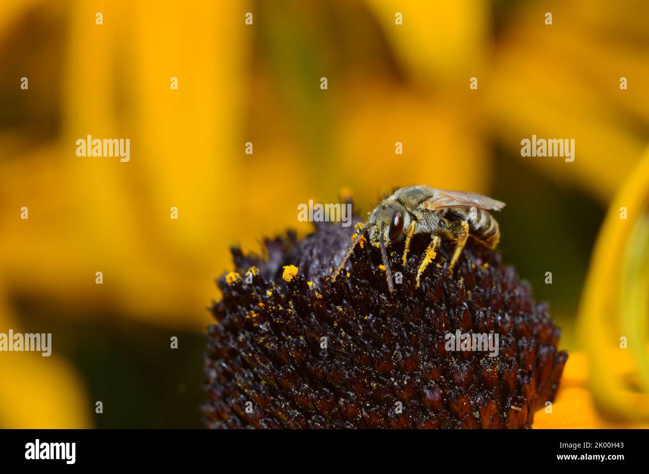 Andrena bee beautiful in closeup Stock Photo