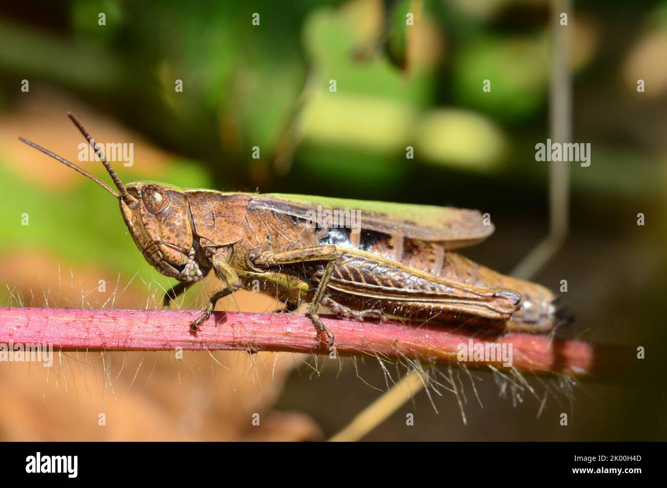 grasshopper brown Stock Photo