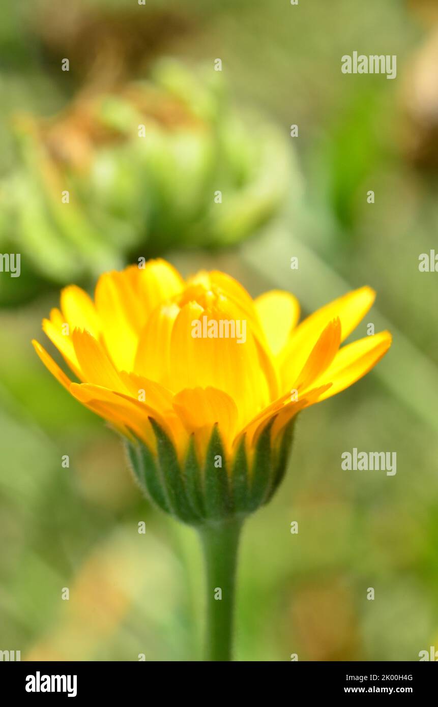 common marigold flower Stock Photo